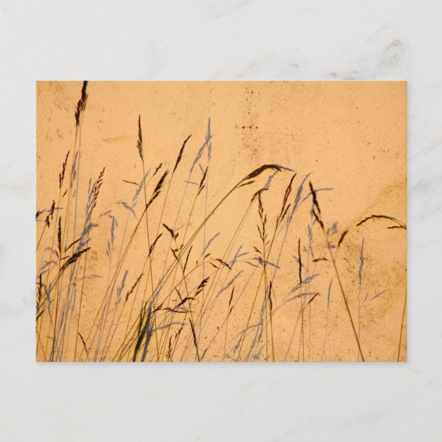 Sommergräser und Schatten Postkarte (Vorderseite)