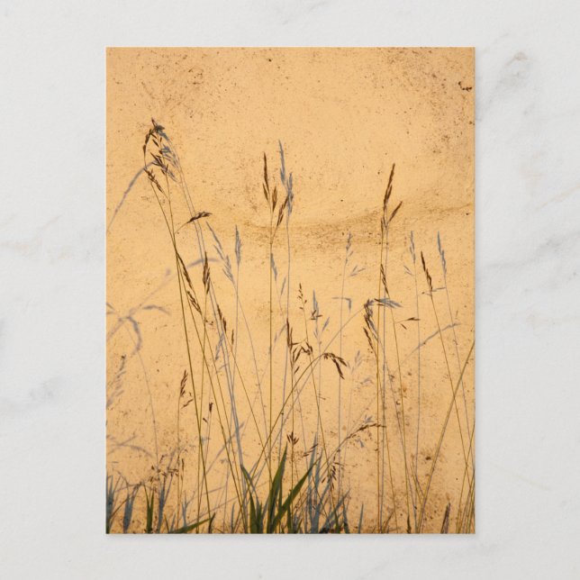 Sommergräser und Schatten Postkarte (Vorderseite)