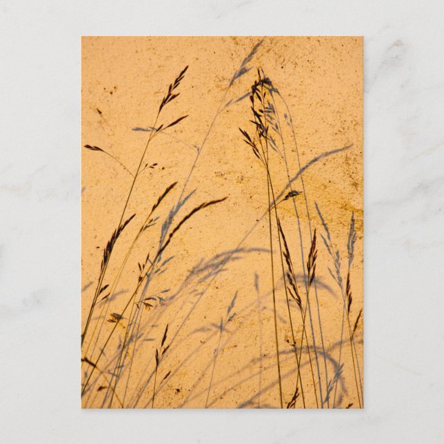 Sommergräser und Schatten Postkarte (Vorderseite)