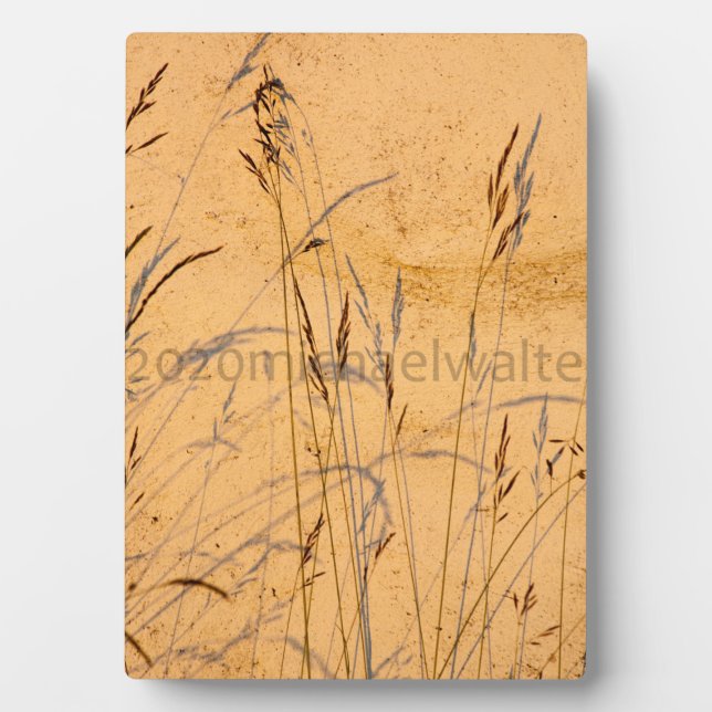 Sommergräser und Schatten Postkartenverpackung Acr Fotoplatte (Vorderseite)