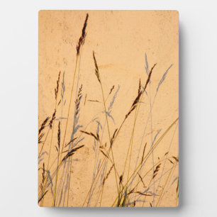 Sommergräser und Schatten Postkartenverpackung Acr Fotoplatte
