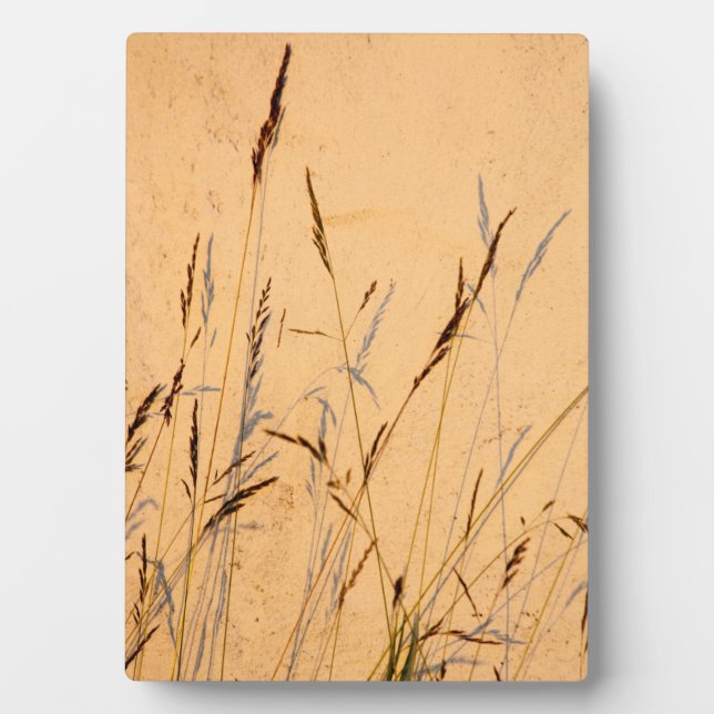 Sommergräser und Schatten Postkartenverpackung Acr Fotoplatte (Vorderseite)