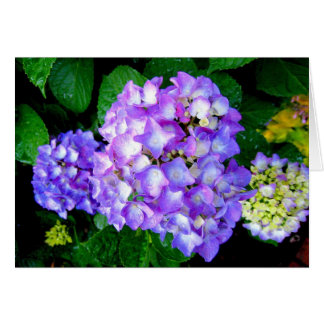 SommerHydrangea