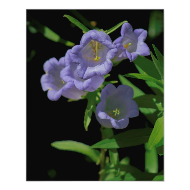 Sommerliche Blume 1 Fotodruck (Vorne)