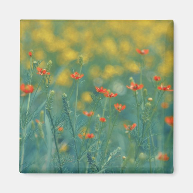Sommerliche Blume (Blumenfeld) (Rote Blume) Magnet (Vorne)
