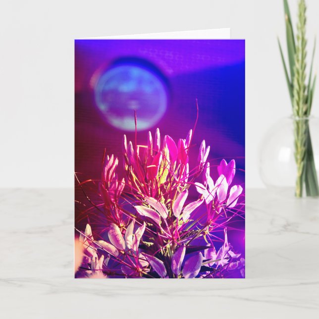 Sommerliche Blume Karte (Vorderseite)