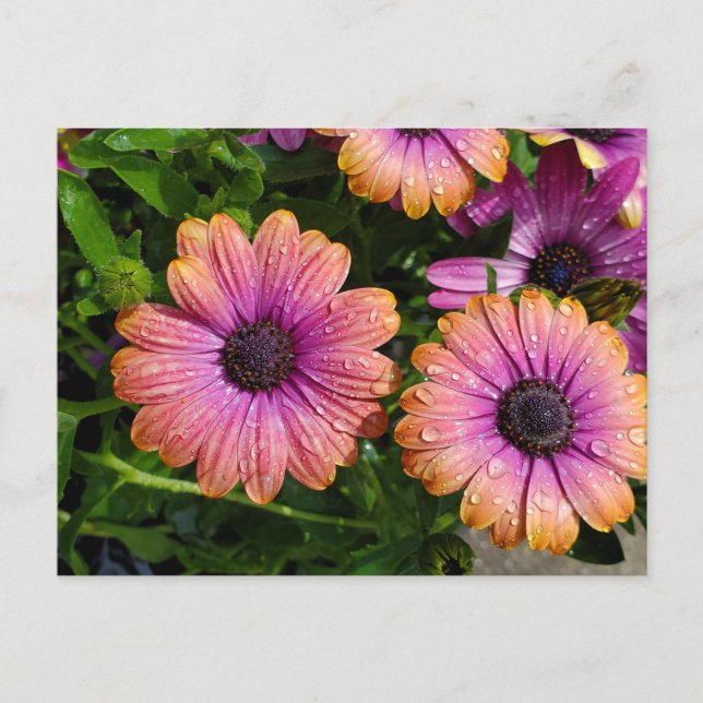 Sommerliche Blume nach Karte (Vorderseite)