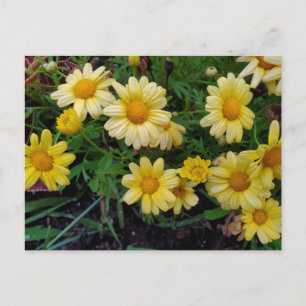 Sommerliche Blume Postkarte