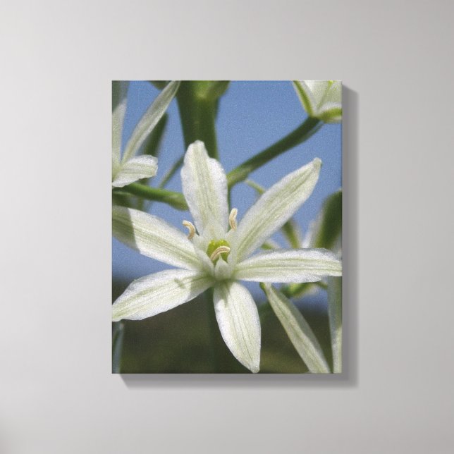 Sommerliche Blume verschnürte Canvas Leinwanddruck (Vorderseite)