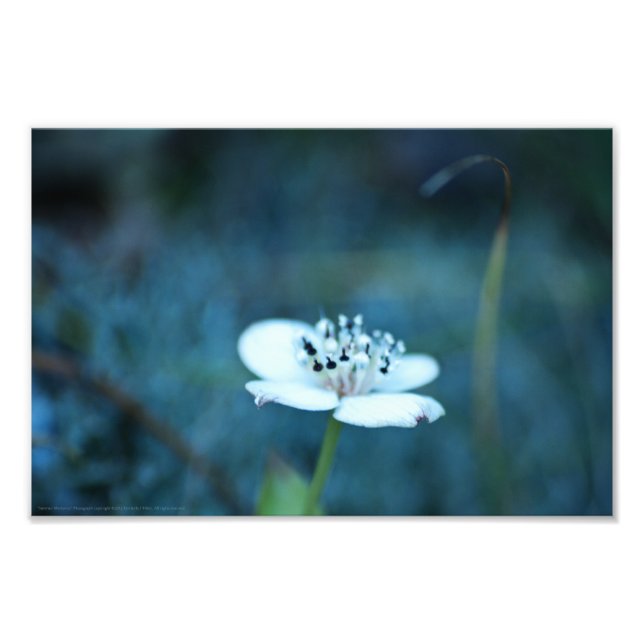 Sommerliche Erinnerungen Fotodruck (Vorne)