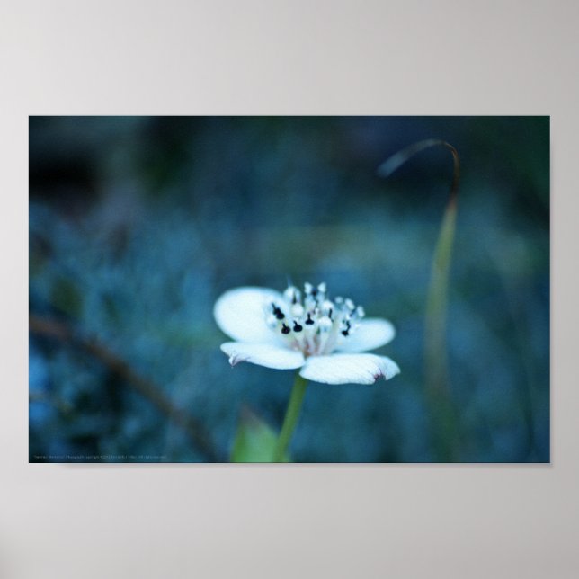 Sommerliche Erinnerungen Poster (Vorne)