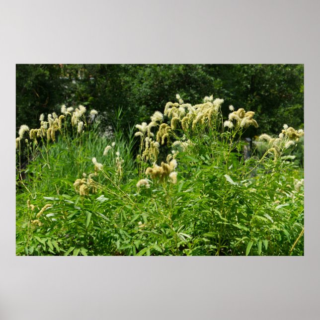 Sommerliche Pflanze im Park Poster (Vorne)