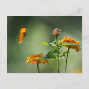 Sommerlicht Postkarte