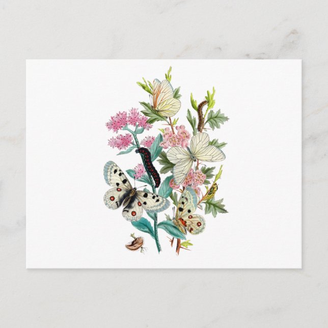 Sommermärsche Postkarte (Vorderseite)