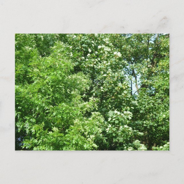 Sommerpause Postkarte (Vorderseite)