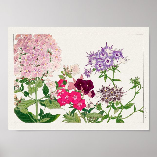 Sommerphlox von Tanigami Konan Poster (Vorne)