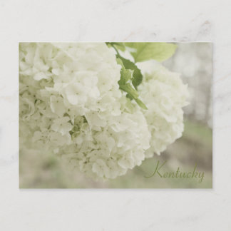 Sommerschnee von JerseyFawn Postkarte