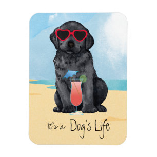 Sommerschwarzer Lab Magnet