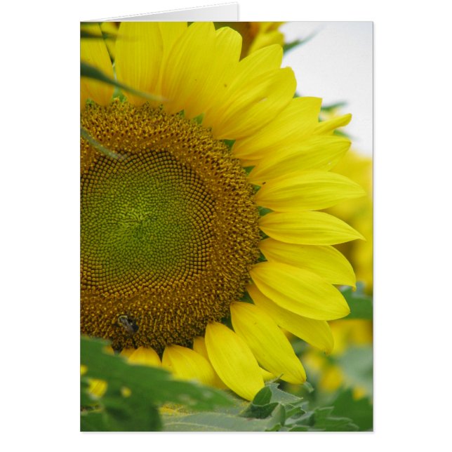 Sommerserie Sonnenblumen (Vorne)