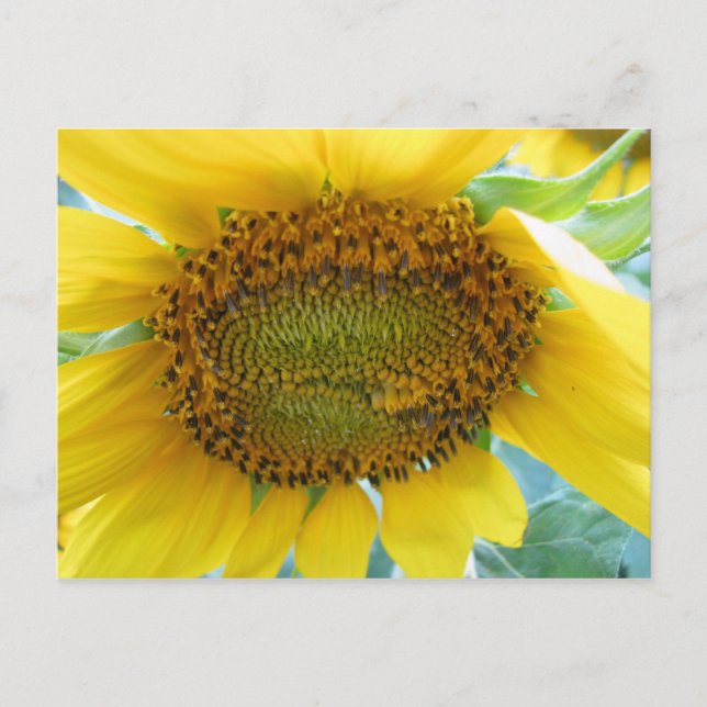 Sommerserie Sonnenblumen Postkarte (Vorderseite)