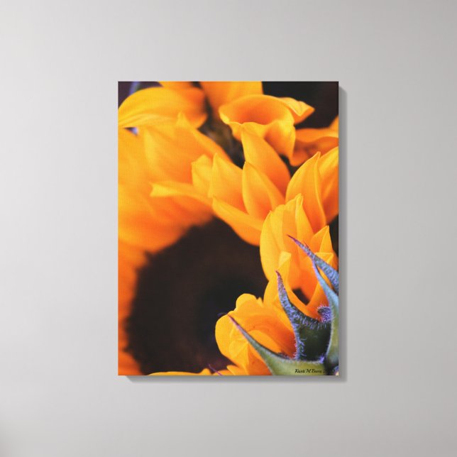 Sommersonnenblume Leinwanddruck (Vorderseite)