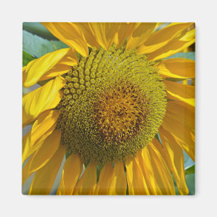 Sommersonnenblume Magnet