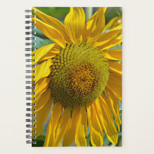 Sommersonnenblume Planer