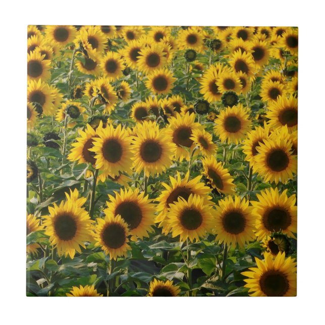 Sommersonnenblumen Keramik Tile Fliese (Vorderseite)