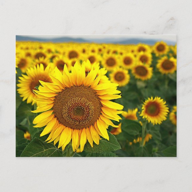 Sommersonnenblumen Postkarte (Vorderseite)