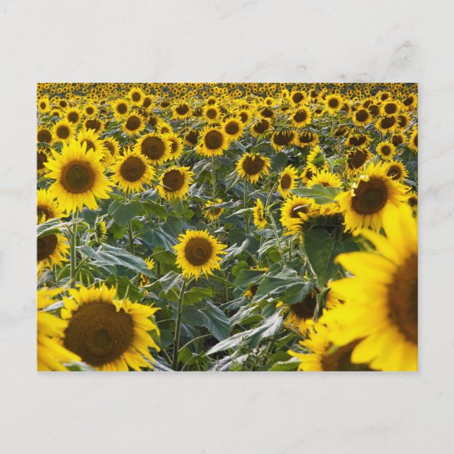 Sommersonnendusche Postkarte (Vorderseite)