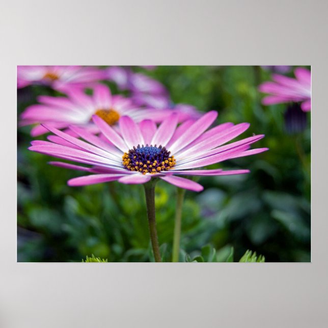 Sommersonnenschein Poster (Vorne)