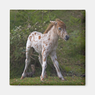 Sommersprossen Magnet