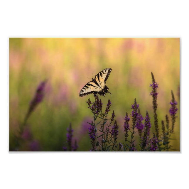 Sommerszene, Schmetterling und Loosestrife Fotodruck (Vorne)