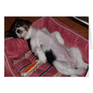 Sommertage der Hunde