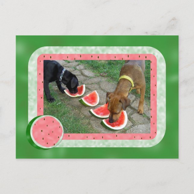 Sommertage der Hunde Postkarte (Vorderseite)