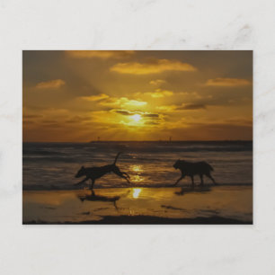 Sommertage der Hunde Postkarte