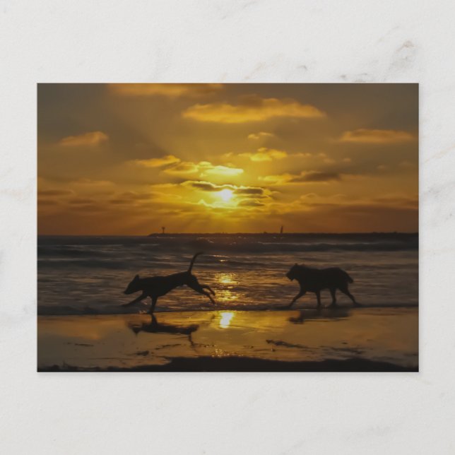 Sommertage der Hunde Postkarte (Vorderseite)