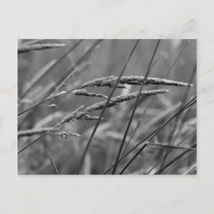 Sommertagträume Postkarte