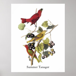 SommerTanager durch John Audubon Poster