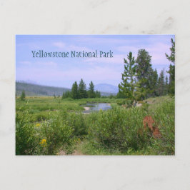 Sommerwiese in Yellowstone Postkarte