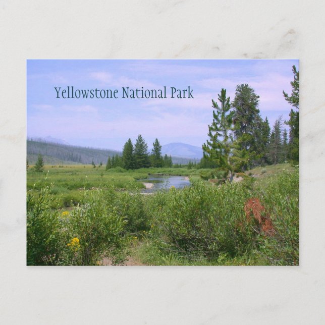 Sommerwiese in Yellowstone Postkarte (Vorderseite)