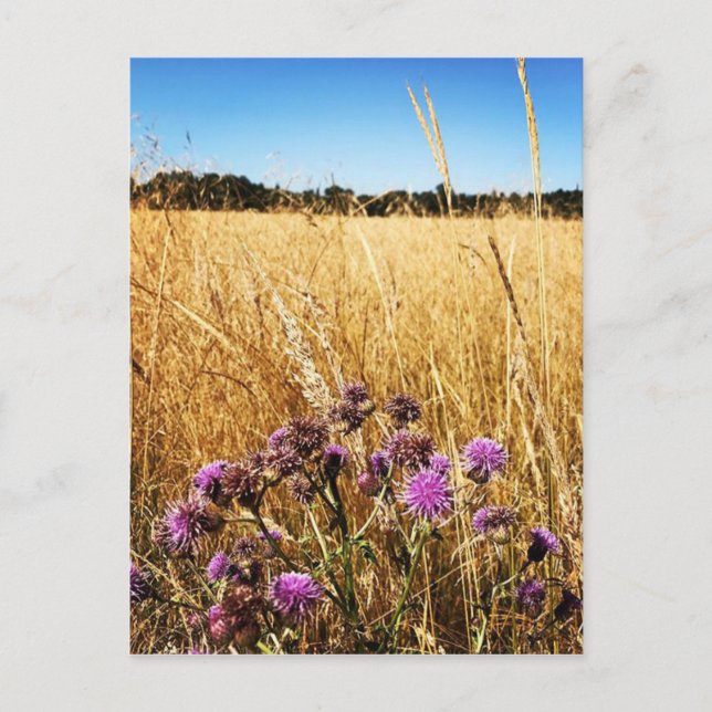 Sommerwiese mit Milk Thistle Postkarte (Vorderseite)