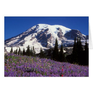 Sommerwildblumen am Fuße des Mount Rainier, 2