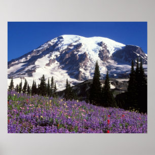 Sommerwildblumen am Fuße des Mount Rainier, 2 Poster
