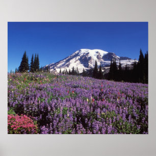Sommerwildblumen am Fuße des Mount Rainier, Poster