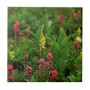 Sommerwildblumen entfalten ein Farbenmeer Fliese