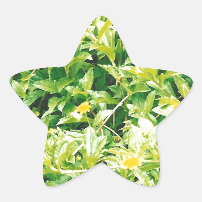Sommerzeit-Blume und Pflanze Stern-Aufkleber (Vorderseite)