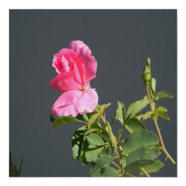 Sommerzeit Liebe... Poster (Vorderseite)