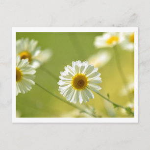 Sommerzeit Postkarte