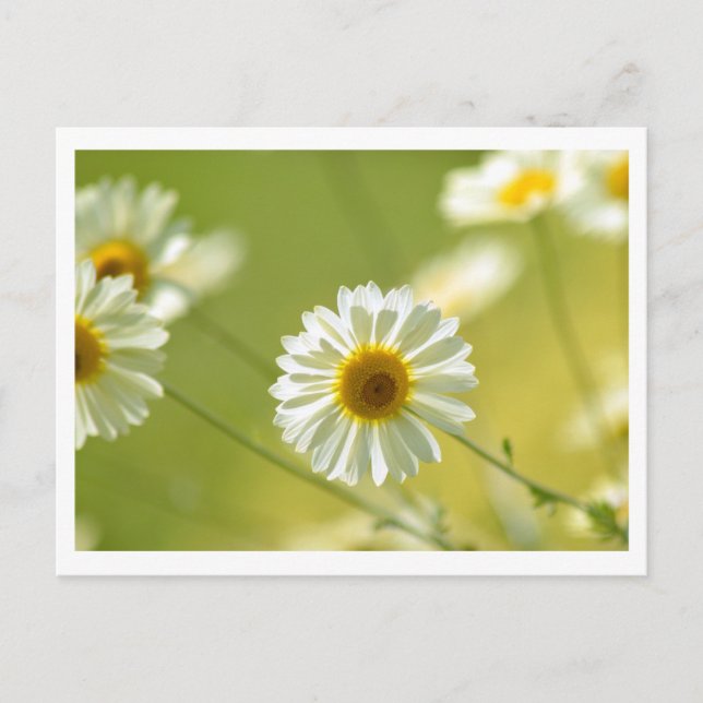 Sommerzeit Postkarte (Vorderseite)